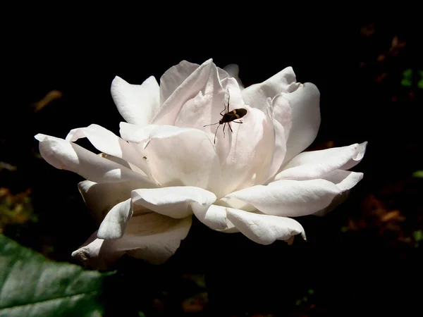 Bílá Růže Hmyzem Horním Černém Pozadí — Stock fotografie