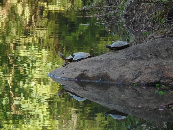 Две Черепахи Вершине Скалы Озера — стоковое фото