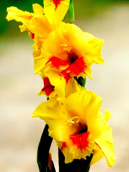 Yellow flower with red accent with blurred background