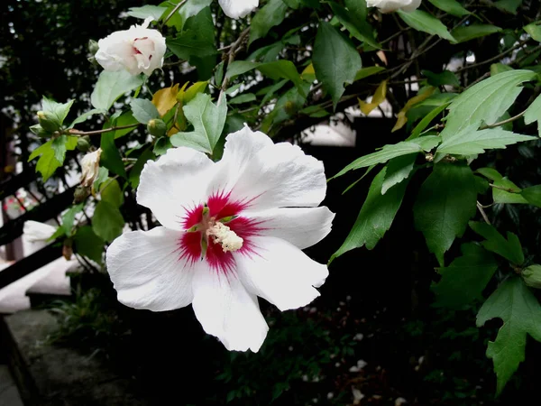 Vit Blomma Med Gröna Blad Bakgrund — Stockfoto