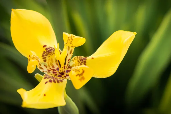 Желтая Персидская Лилия Саду Моего Дома — стоковое фото