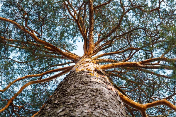 Background Textured Pine Tree Trunk Branches Spreading Widely All Directions — Stock Photo, Image