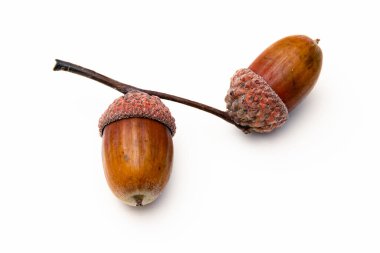 Kahverengi meşe palamudu beyaz arka planda izole edilmiş, yakın plan. Renkli meşe palamutları koparılmış, hala yeşil ormanda sonbaharda bir meşe ağacından yapraklar dökülmemiş ve düz düz bir yüzey üzerinde, kapalı alanda olgunlaşıyor.. 