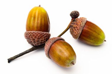 Kahverengi meşe palamudu beyaz arka planda izole edilmiş, yakın plan. Renkli meşe palamutları koparılmış, hala yeşil ormanda sonbaharda bir meşe ağacından yapraklar dökülmemiş ve düz düz bir yüzey üzerinde, kapalı alanda olgunlaşıyor.. 