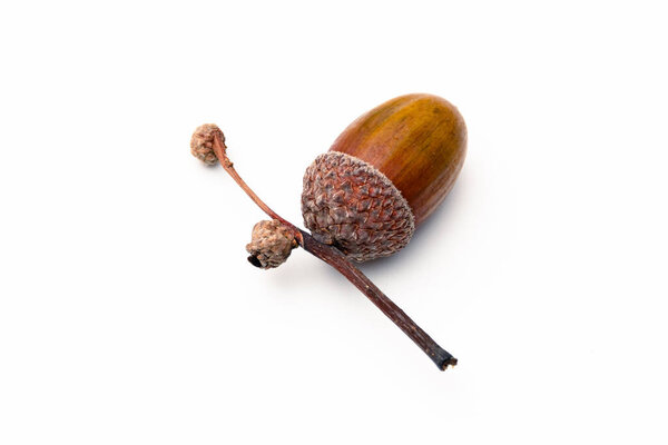 Brown acorn isolated on a white background, close-up. Colorful acorns plucked still green without leaves from an oak tree in the fall in the forest and maturing indoors, on a flat smooth surface. 
