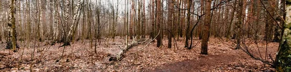 Panorama Uma Floresta Com Uma Bétula Caída Meio Folhas Deixadas — Fotografia de Stock