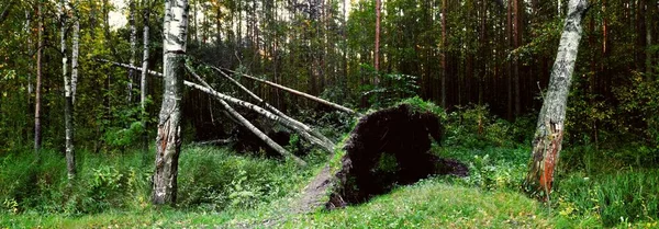 View Consequences Morning Night Storm Hurricane Wind Mowed Uprooted Birch — Stock Photo, Image