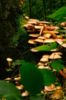Yeşil yapraklar ve yosunlarla çevrili eski bir çam ağacının köklerinde yetişen portakal ve sarı russula mantarlarından oluşan güzel miselum. Sonbahar ormanı sabah gün doğumunda, kopyalama alanı.