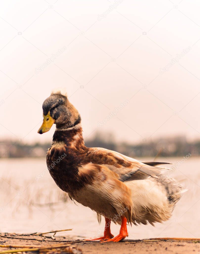 Portrait of a magnificent crested duck on a sandy shore near the water of a lake in her natural environment, close-up, on a cold spring overcast day shortly before a snowfall, background, copy space.