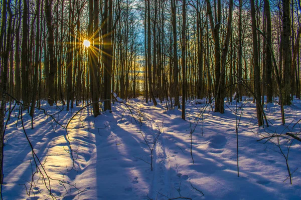 Vinter Skog Solen Tittar Genom Träden — Stockfoto