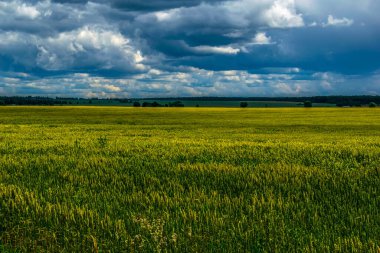 Yaz ortası. Bulutlu gökyüzü. Güneş ışınları bulutların arasından zar zor geçer ve çimenleri aydınlatır..