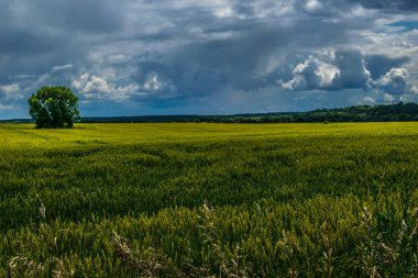 Yaz. Yeşil alan. Tarlanın ortasında yalnız bir çalı var. Bulutlu gökyüzü.