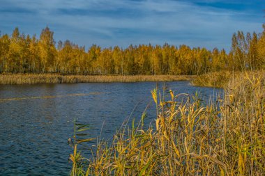 Düş! Sarı huş ağaçları. Su sarı huş ağaçlarının yansımasından dolayı sarı görünür..