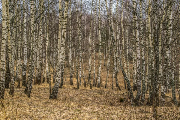 Les Březnu Sníh Roztál Listoví Ještě Neobjevilo — Stock fotografie
