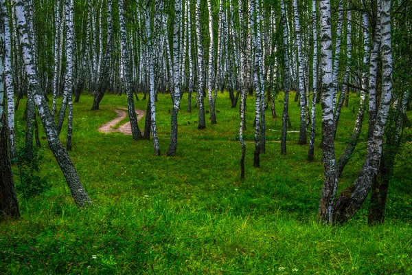 Summer Forest Birches Fresh Air Walk Woods — Stock Photo, Image