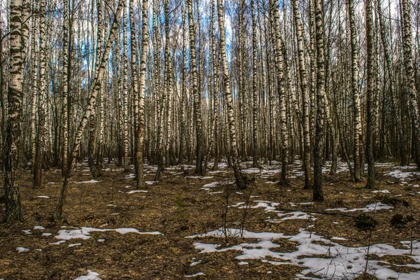 Lente Sneeuw Smelt Berken Zullen Weldra Beginnen Bloeien — Stockfoto