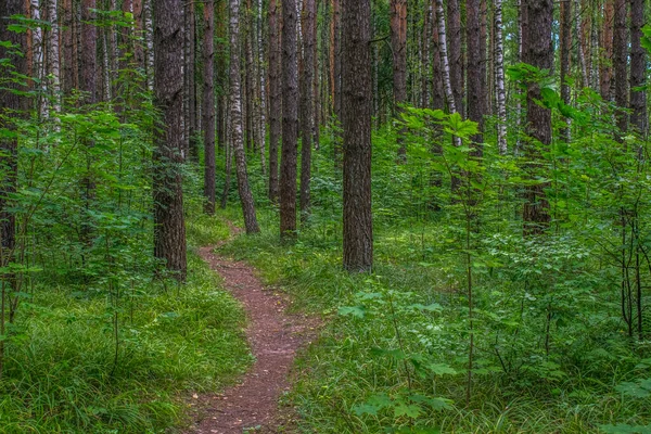 Summer Forest Forest Trail Forest Walk — Stock Photo, Image