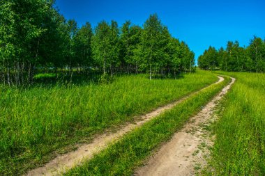 Yaz. Genç huş ağaçları. Sıcak Haziran havası