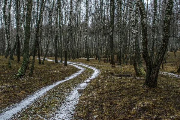 December Vintern Blev Utan Snö Endast Mald Frost — Stockfoto