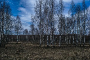 Bahar. Nisan 'ın ilk günleri. Kar eridi. Her yerde geçen seneden kalma sarı çimenler ve açılmamış huş ağaçları var..