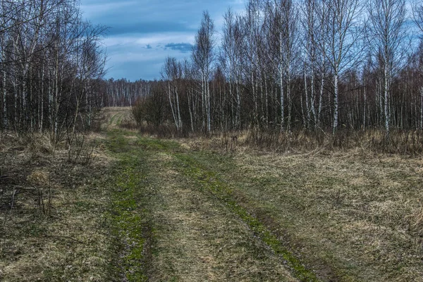 Våren Början April Björkarna Blommar Ännu Inte Runt Det Gula — Stockfoto