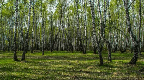 May Birches Have Just Blossomed Fresh Grass Appeared — Stock Photo, Image