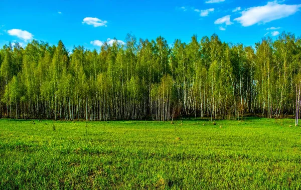 End April Birch Trees Bloom Fresh Green Grass Appears — Stock Photo, Image