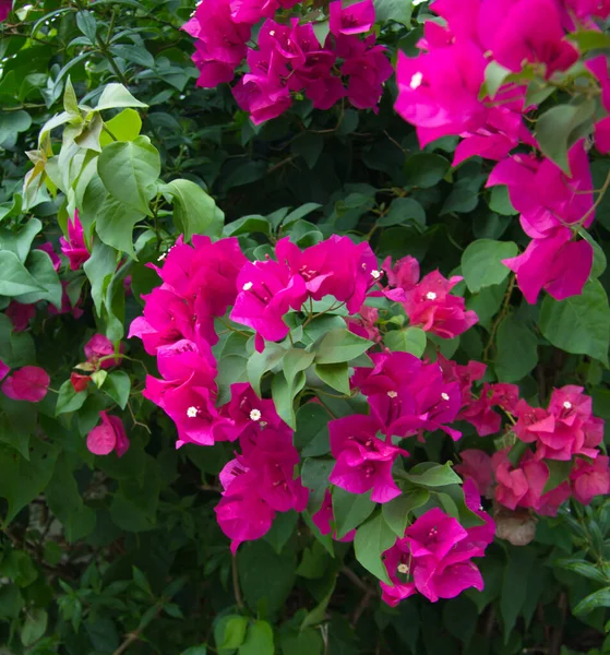 粉红的小花 艳丽的热带丛林 绿色的花园 植物学作曲 新鲜的香草 背景和明信片 — 图库照片