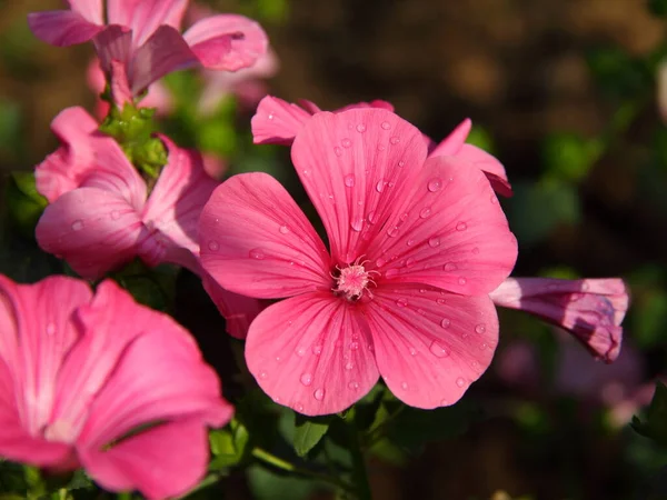 粉红色的花 新鲜的花束 多姿多彩的设计园艺构图 迷人的花朵 花店装饰 背景和明信片 — 图库照片