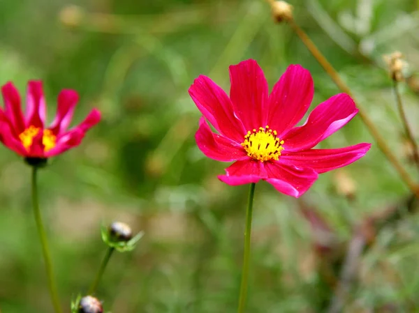 Fiori Rossi Sull Erba Bouquet Decorativo Giardino Fiorito Immagine Macro — Foto Stock