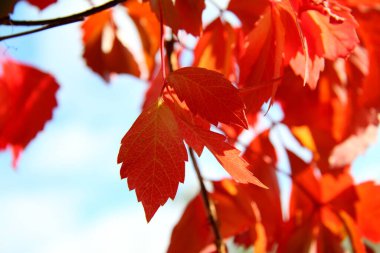 Mavi gökyüzüne karşı kızıl sonbahar yaprakları. Sonbahar arkaplanı. Ormanda kızıl sonbahar yaprakları. Güzellik bitkisi yaprakları. Sonbahar yaprağı. Bahçe manzarası. Kırmızı makro dallar. Renkli bir sonbahar. Mevsimlik taşralılar.