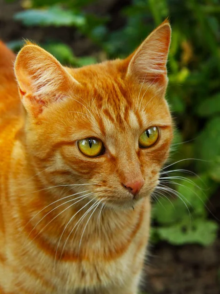 Hermosos Ojos Gato Pelirrojo Para Papel Pintado Carteles Fondos —  Fotos de Stock