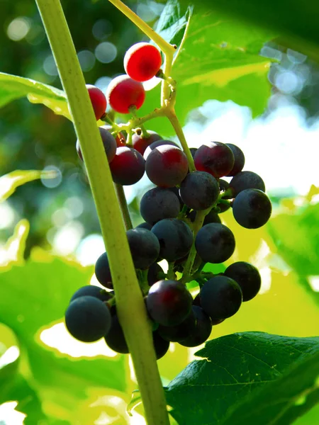 Grapes on a branch in the sun. For wallpaper, posters and backgrounds.