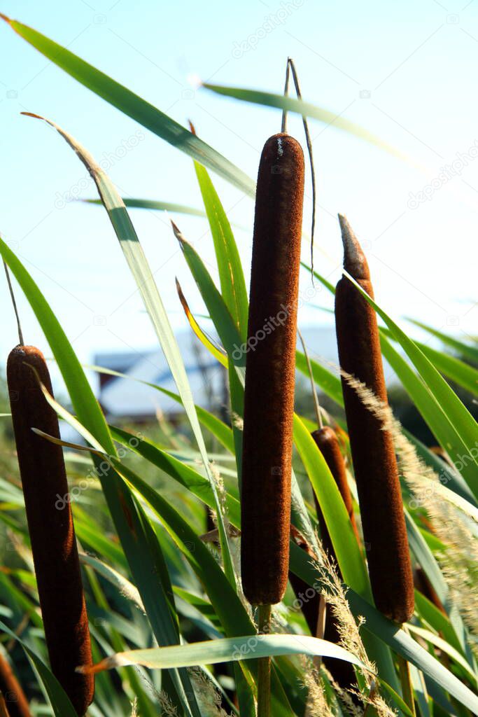 Cane seeds. Reed grass in autumn in the sun. For wallpaper, posters and backgrounds.