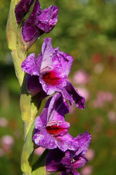 紫色的角斗士花与水滴 装饰花束 盛开的花园 植物区系宏观形象 背景和明信片 — 图库照片
