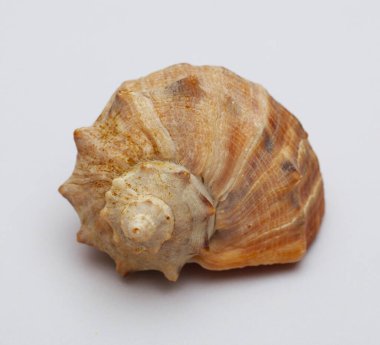 Deniz kabuğu beyaz arka planda izole edilmiş. Okyanus hayatı. Tek kişilik deniz ürünleri. Şekil nesnesi.