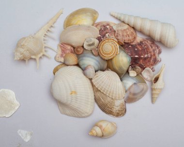 Beyaz arka planda tropik deniz kabukları. Yumuşakçalar koleksiyonu.