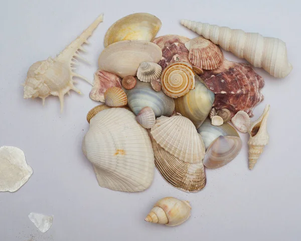 Beyaz arka planda tropik deniz kabukları. Yumuşakçalar koleksiyonu.