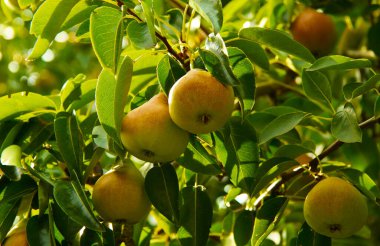 Sonbaharda armut ağacı. Ağaçta bir sürü meyve var. Meyve bahçesi. Duvar kağıtları, kartpostallar ve arkaplan için.