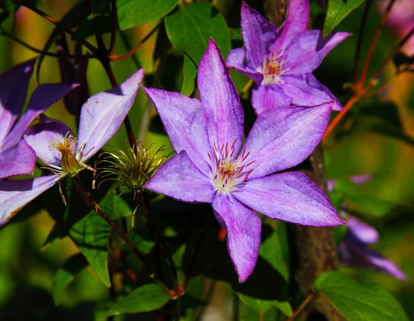 紫罗兰花盛开的气候 盛开的花园 明信片和背景资料 — 图库照片