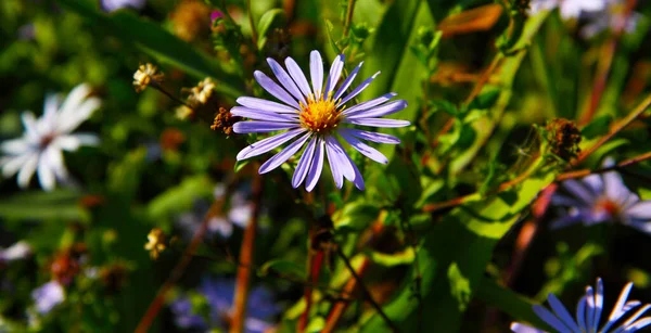 Yeşil Çimlerde Mor Çiçek Dekoratif Buket Çiçek Açan Bahçe Floranın — Stok fotoğraf