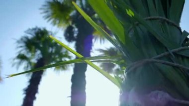 Mavi Gök ve Güneşe Karşı Palmiyelerin Üzerinde Görünüm