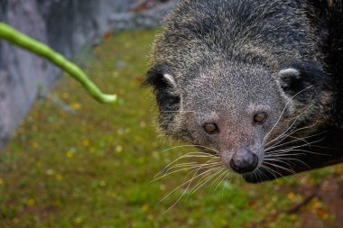 Güzel gözleri ve yumuşacık tüyleriyle binturong. 