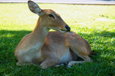 Tayland hayvanat bahçesinde geyik