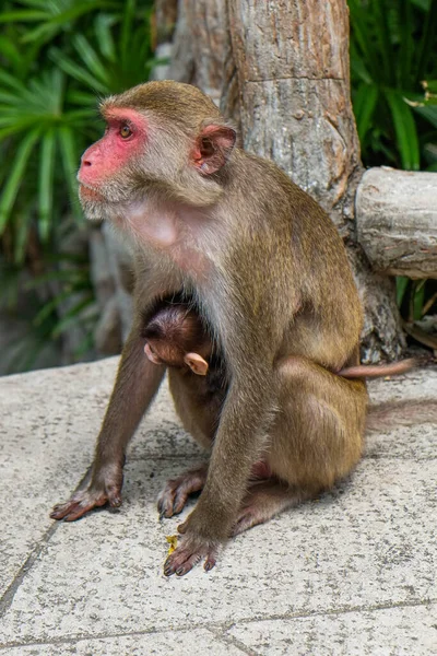 Mãe Macaco Com Bebê Foi Para Passeio — Fotografia de Stock