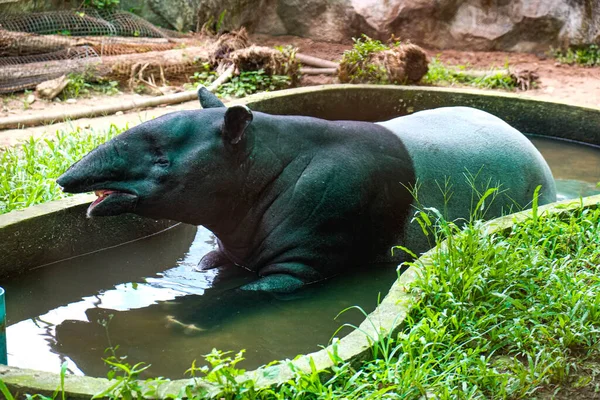 Tapir Walk Bathes Pond — Stock Photo, Image