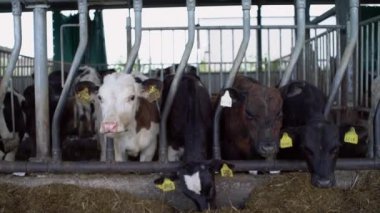 İnek yavrusu doğal bir süt çiftliğinde besleniyor..