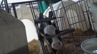 İnek yavrusu doğal bir süt çiftliğinde besleniyor.