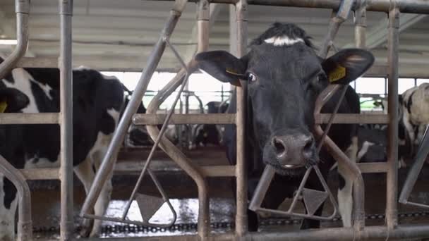Vaca Come Ração Uma Fazenda Leite Natural — Vídeo de Stock