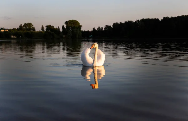 White Swan River Lake Sunset Rays Sun Animals Birds — Stock Photo, Image